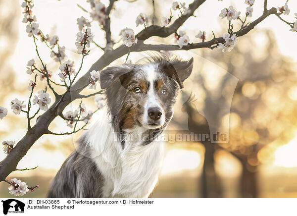 Australian Shepherd / Australian Shepherd / DH-03865