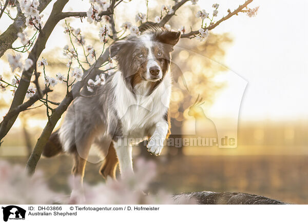 Australian Shepherd / Australian Shepherd / DH-03866