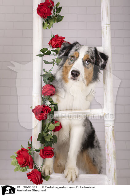 Australian Shepherd / DH-03881