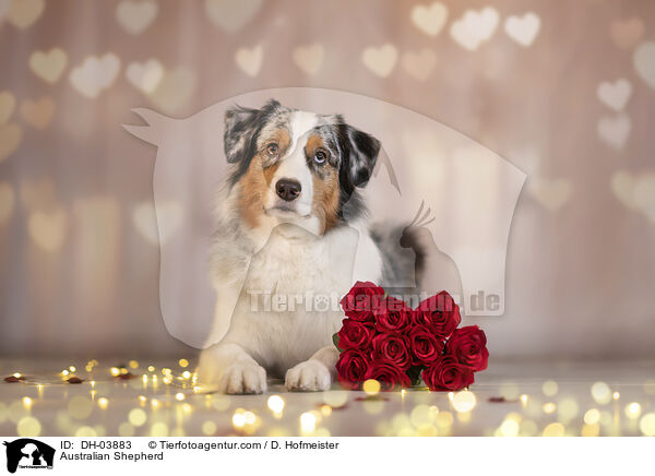 Australian Shepherd / Australian Shepherd / DH-03883
