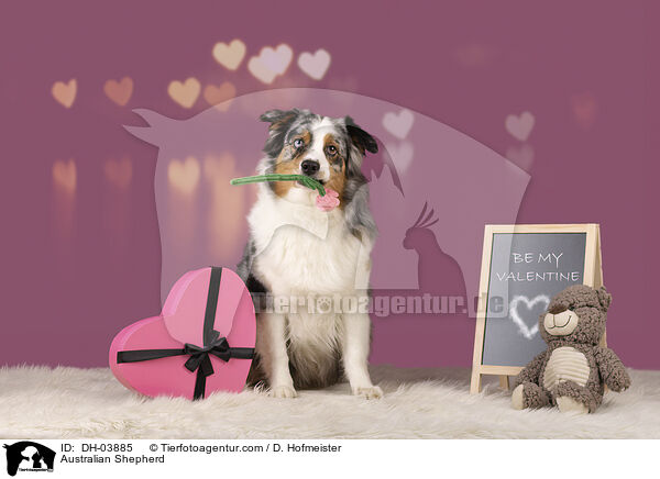 Australian Shepherd / Australian Shepherd / DH-03885