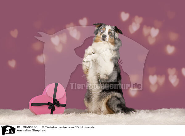 Australian Shepherd / DH-03886
