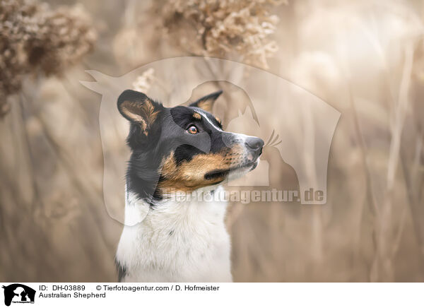 Australian Shepherd / Australian Shepherd / DH-03889