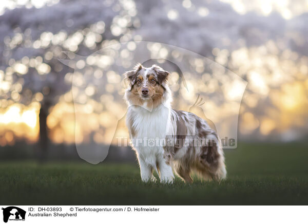 Australian Shepherd / Australian Shepherd / DH-03893