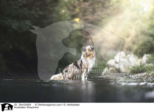 Australian Shepherd / Australian Shepherd / DH-03909