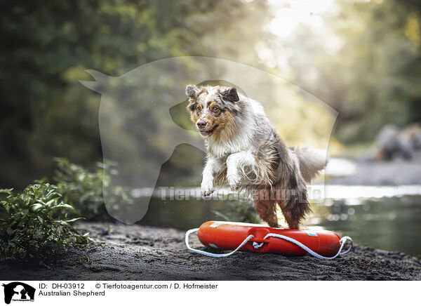 Australian Shepherd / Australian Shepherd / DH-03912