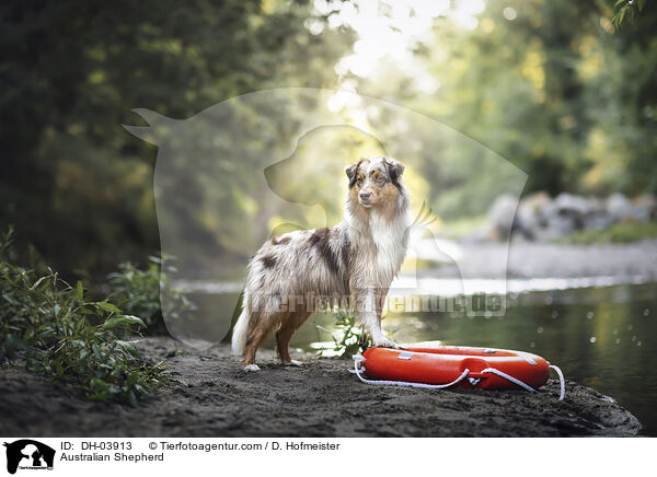 Australian Shepherd / Australian Shepherd / DH-03913