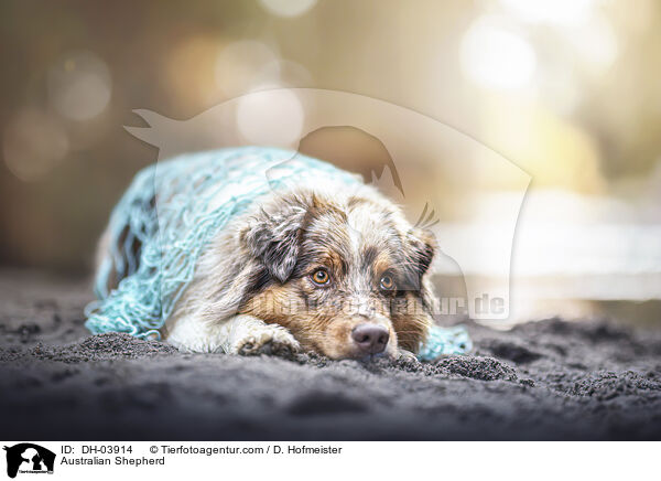 Australian Shepherd / Australian Shepherd / DH-03914