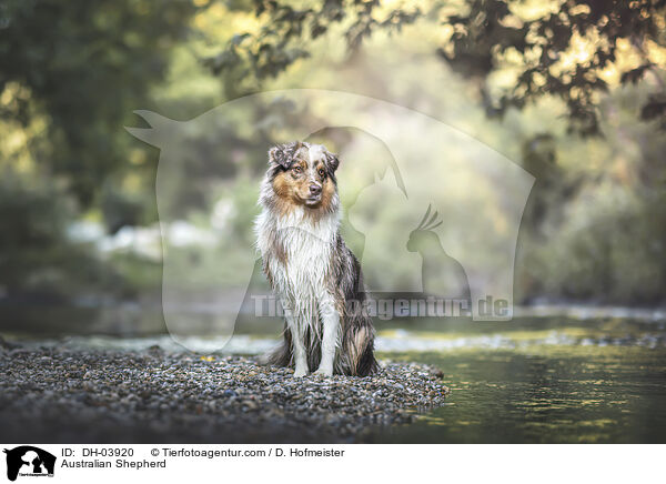 Australian Shepherd / Australian Shepherd / DH-03920