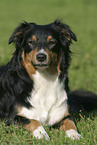 lying Australian Shepherd