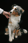 sitting Australian Shepherd