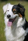 Australian Shepherd Portrait