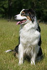 sitting Australian Shepherd