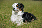 Australian Shepherd