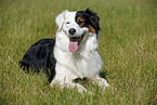 Australian Shepherd