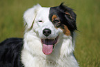 Australian Shepherd Portrait