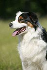 Australian Shepherd