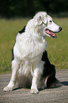 sitting Australian Shepherd