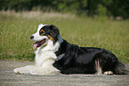 Australian Shepherd