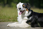 Australian Shepherd