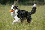 running Australian Shepherd