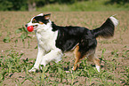 running Australian Shepherd