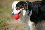 Australian Shepherd Portrait
