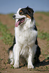 sitting Australian Shepherd