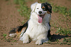 Australian Shepherd