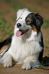 Australian Shepherd