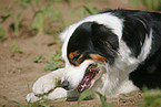 Australian Shepherd
