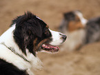 Australian Shepherd