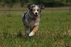 Australian Shepherd