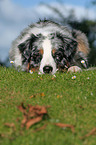 Australian Shepherd