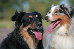 Australian Shepherd