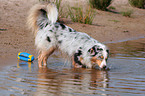 drinking dog
