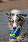 Australian Shepherd