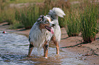 Australian Shepherd