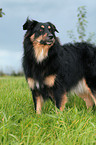 Australian Shepherd