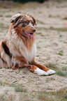 red-merle Australian Shepherd