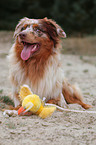 red-merle Australian Shepherd