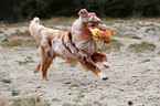 red-merle Australian Shepherd