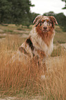 red-merle Australian Shepherd