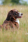Australian Shepherd