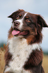 Australian Shepherd
