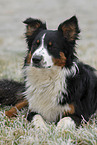 Australian Shepherd