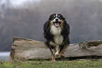 Australian Shepherd