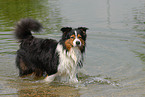 Australian Shepherd