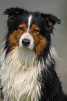 Australian Shepherd