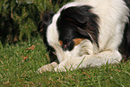 lying Australian Shepherd